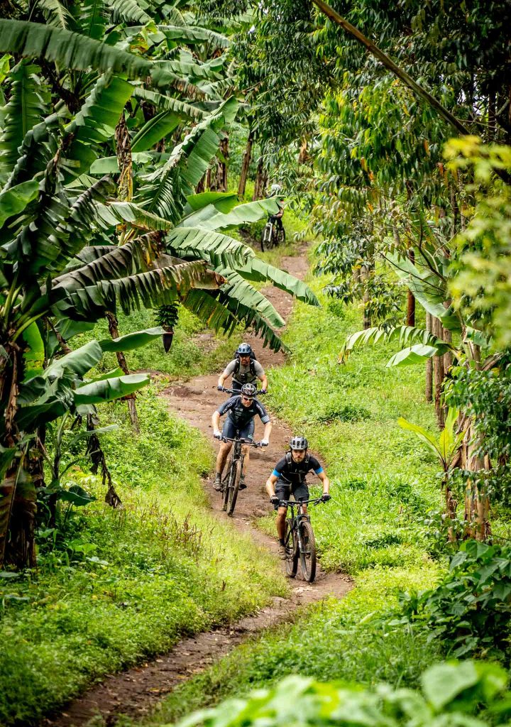 Mountainbike jungle
