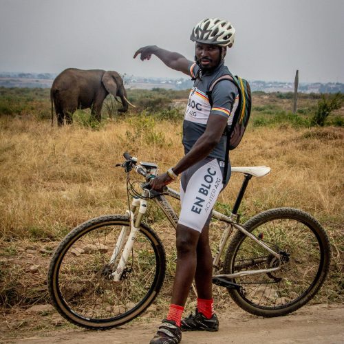 Elephant and cyclist